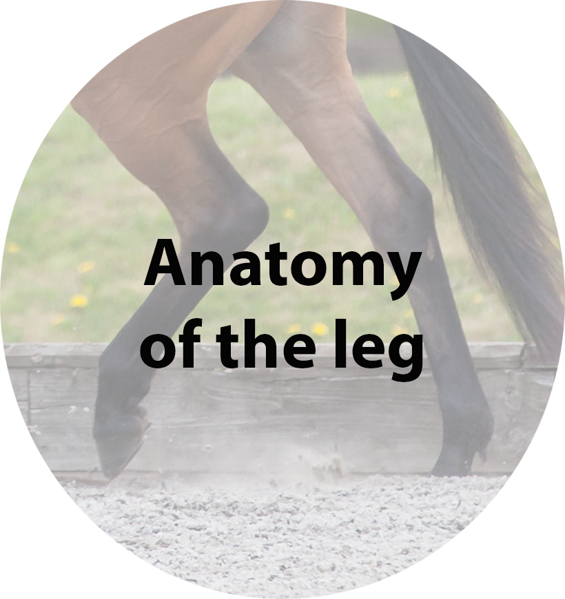 Anatomy of the leg.jpg