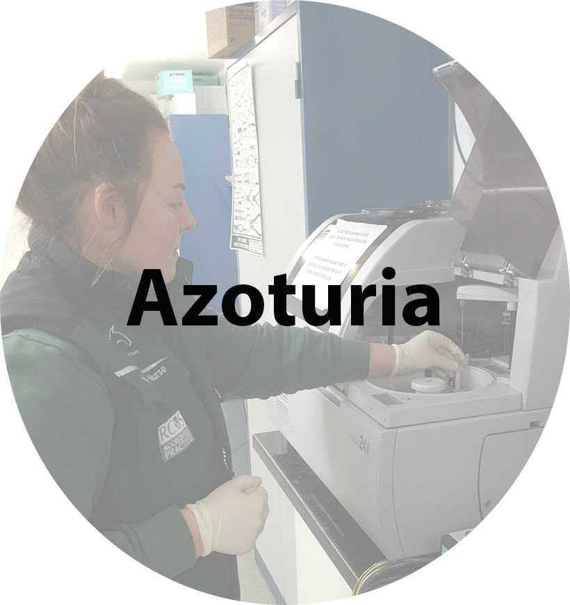 Azoturia(1).jpg