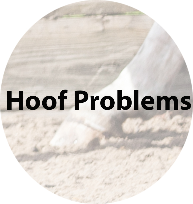 hoof problems(1).jpg