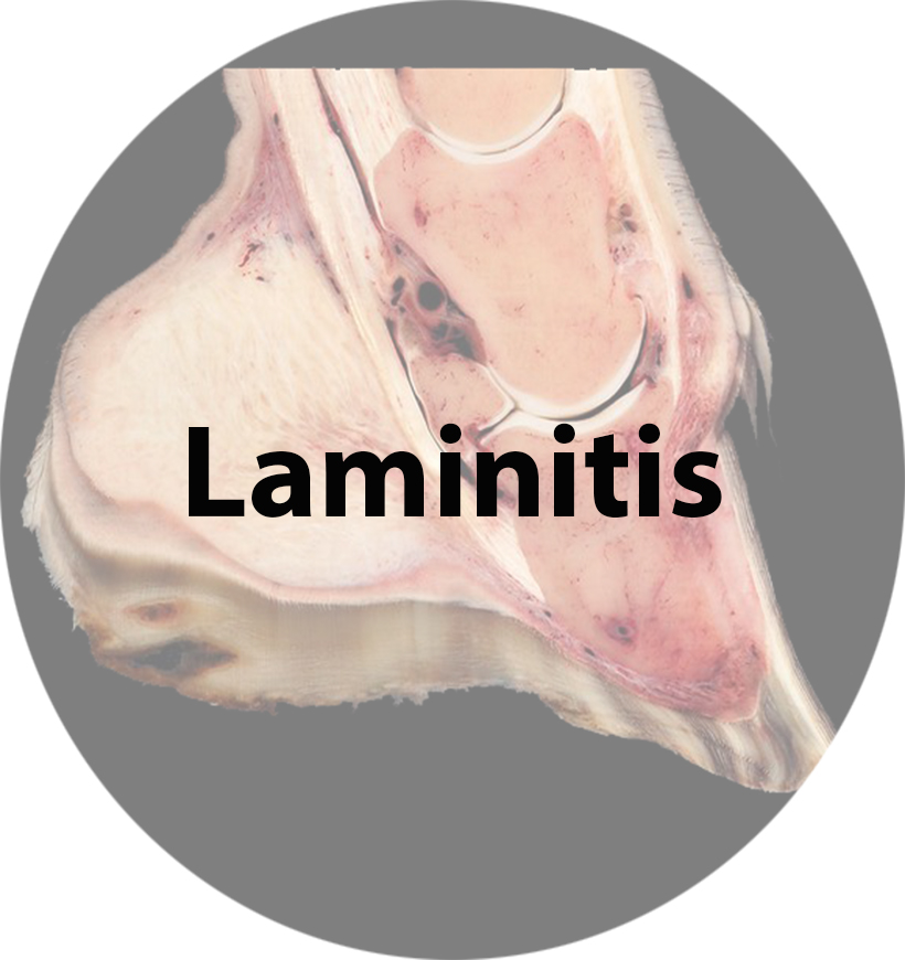Laminitis.jpg