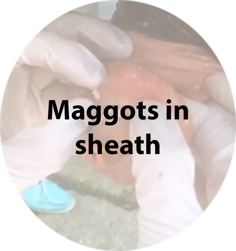 maggots in sheath(1).jpg