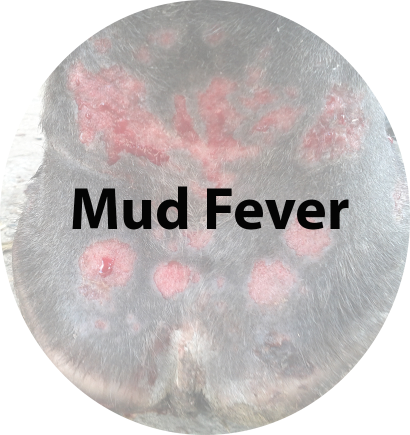 Mud fever(2).jpg