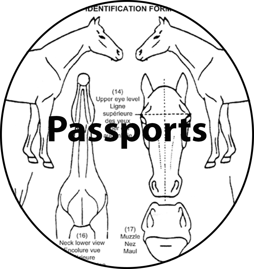 Passports.jpg