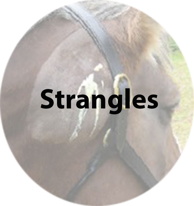 Strangles(1).jpg